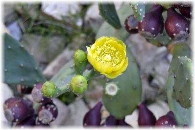 Il nostro giardino